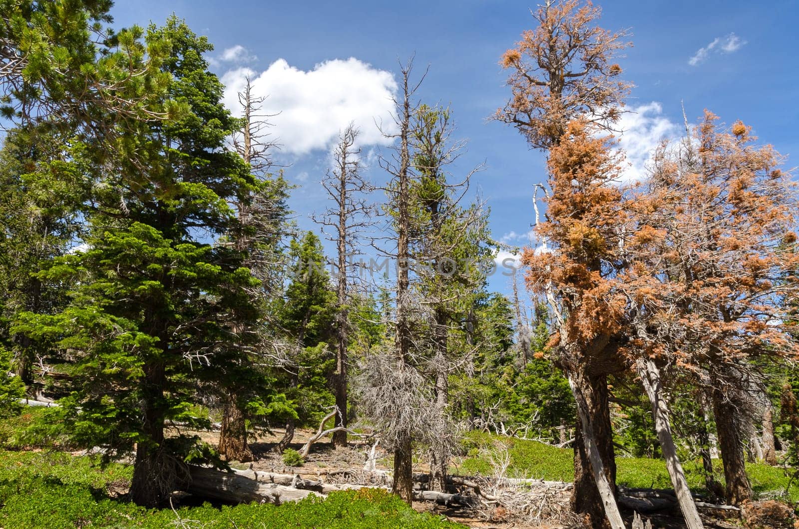 trees in Bryce Canyon National Park in Utah
