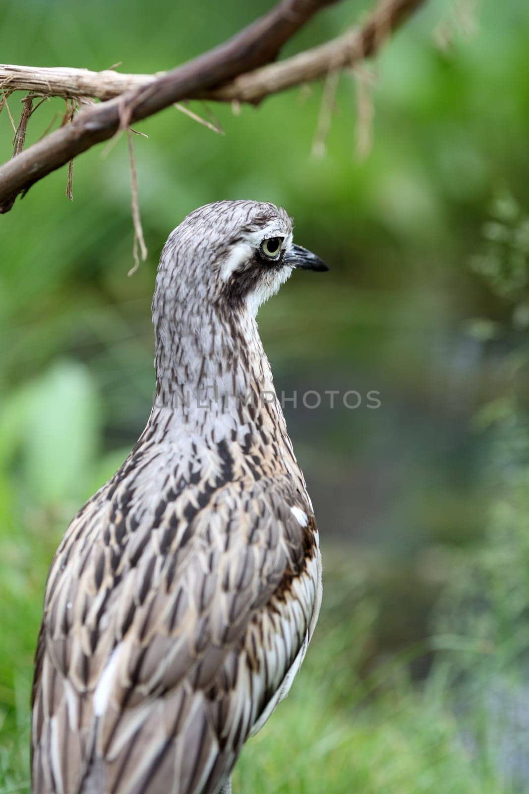 Details of a bush stone curlew in grassland in captivity.