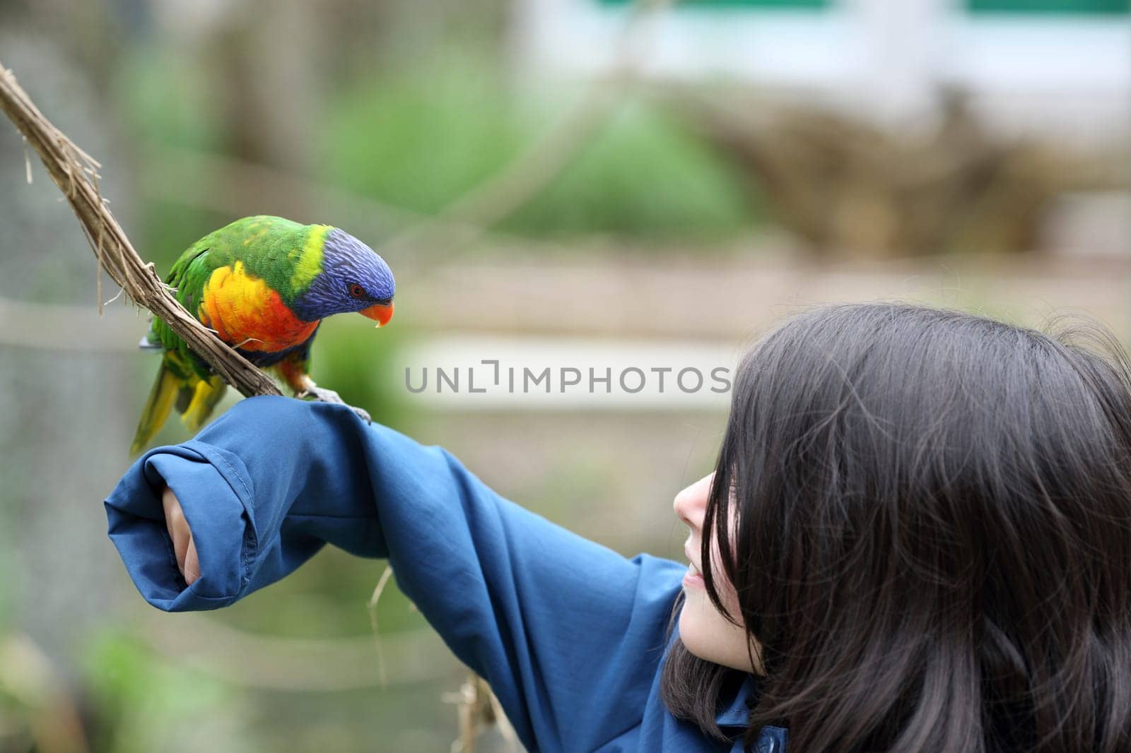 Details of a rainbow lorikeet perched on a branch in front of a young girl.
