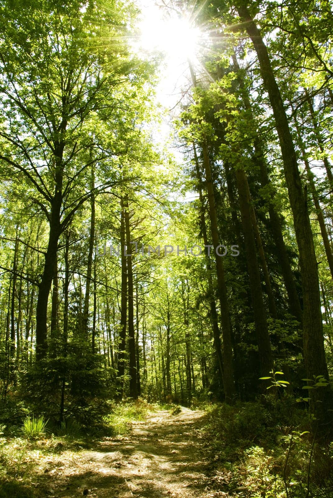a sunny and wild forest with a little walking path