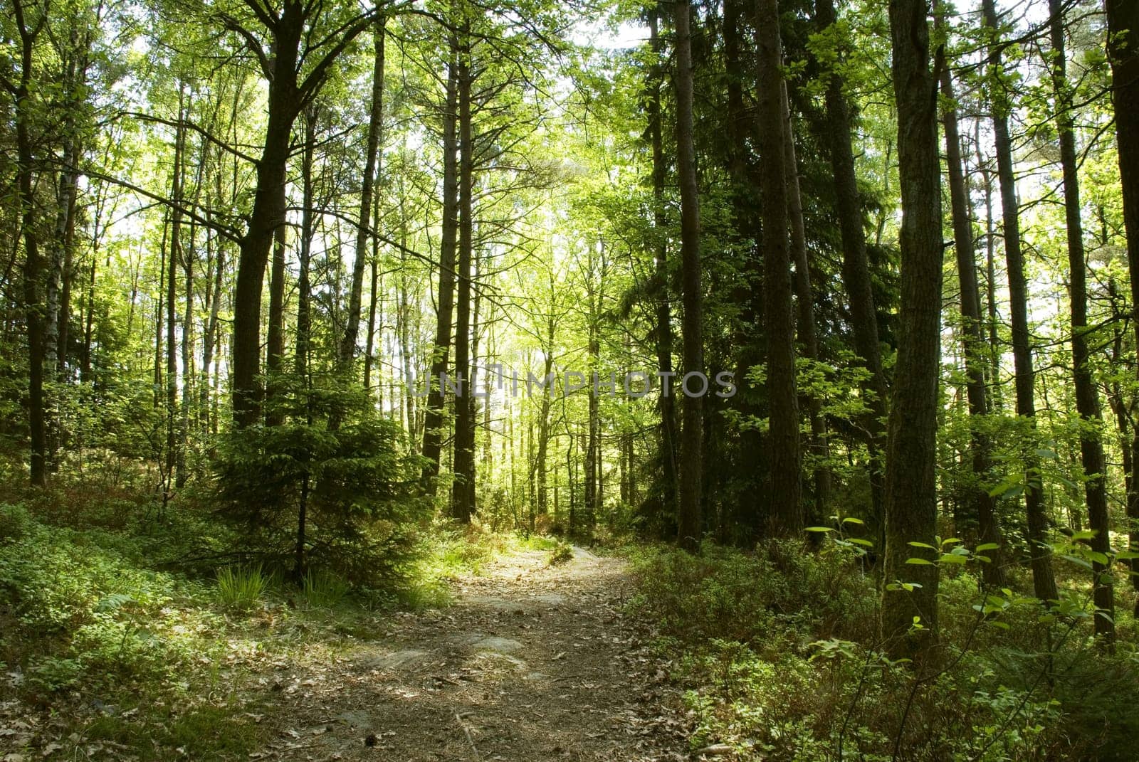 a sunny walkingpath through a wild wood