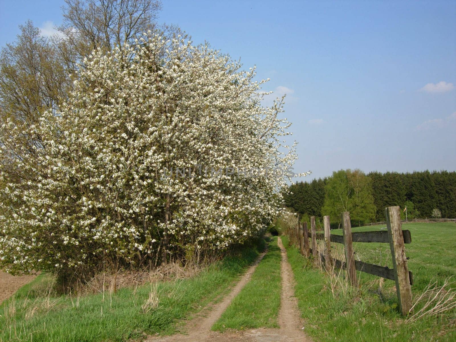 Spring in the Weser Uplands