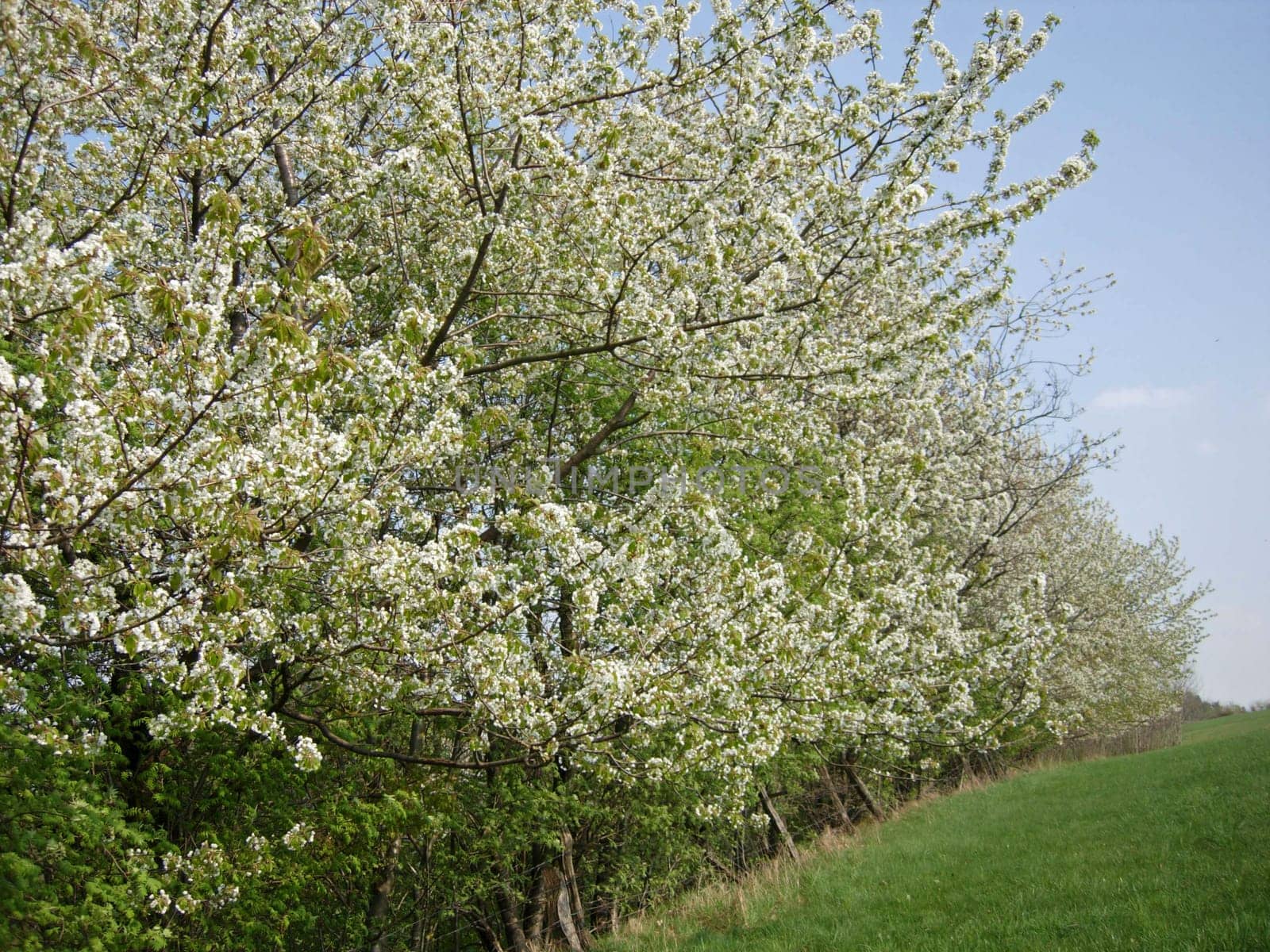 Cherry blossom in the Weser Uplands