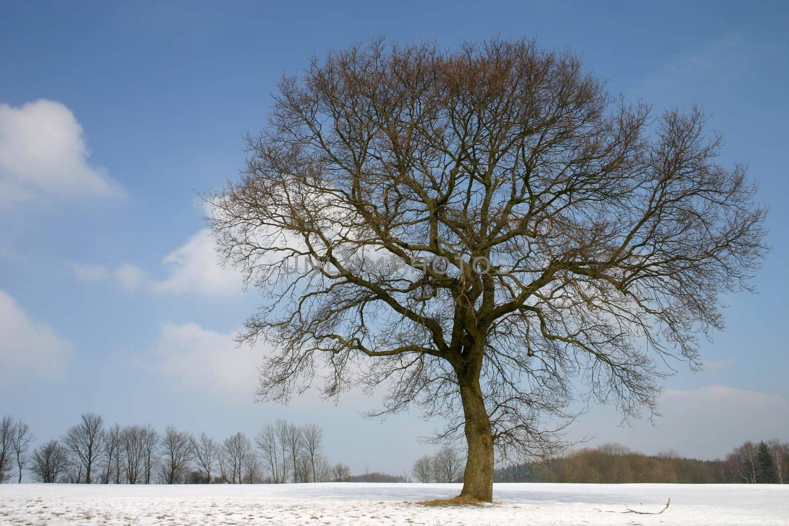 Pedunculate oak in winter