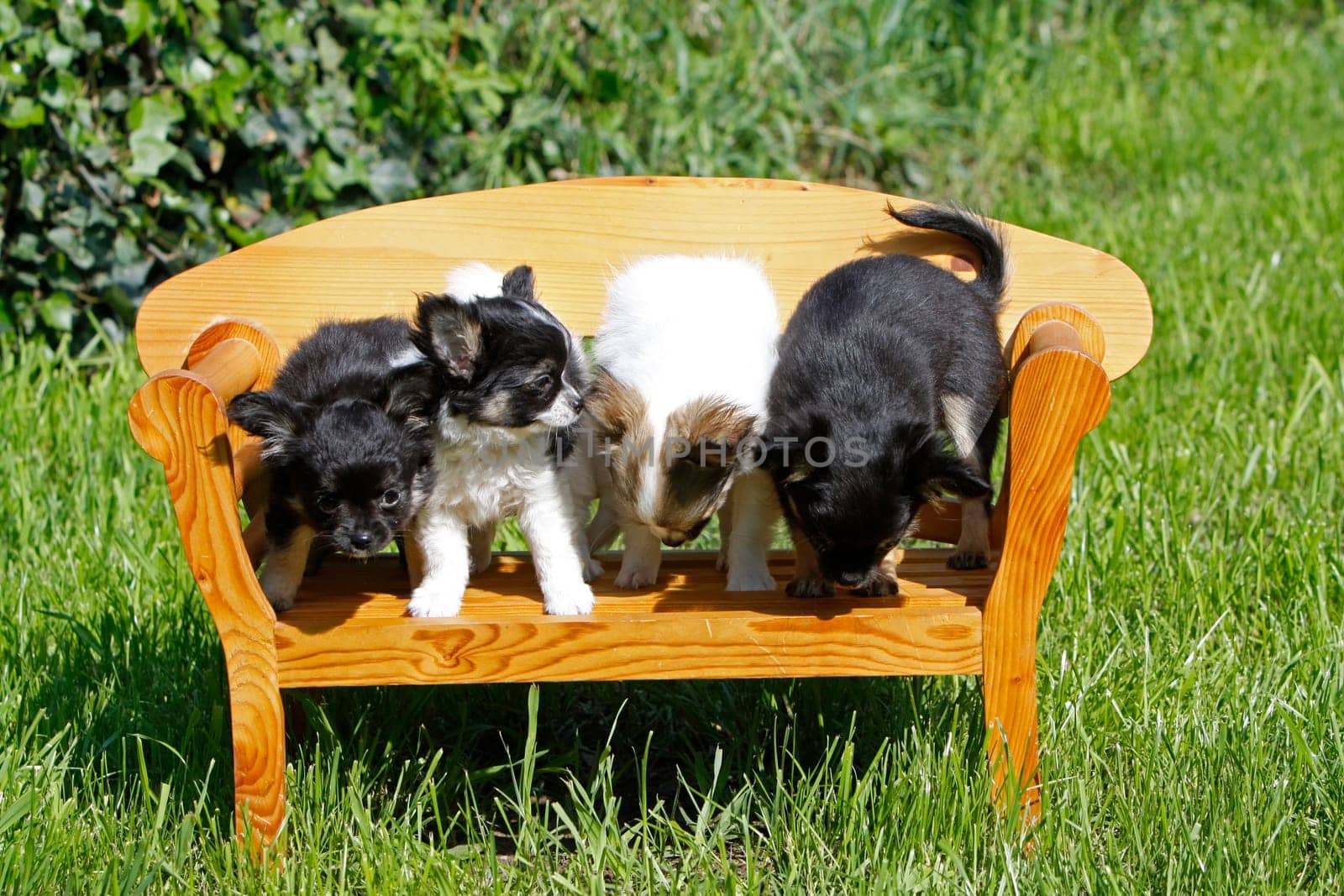 Chihuahua (puppy)