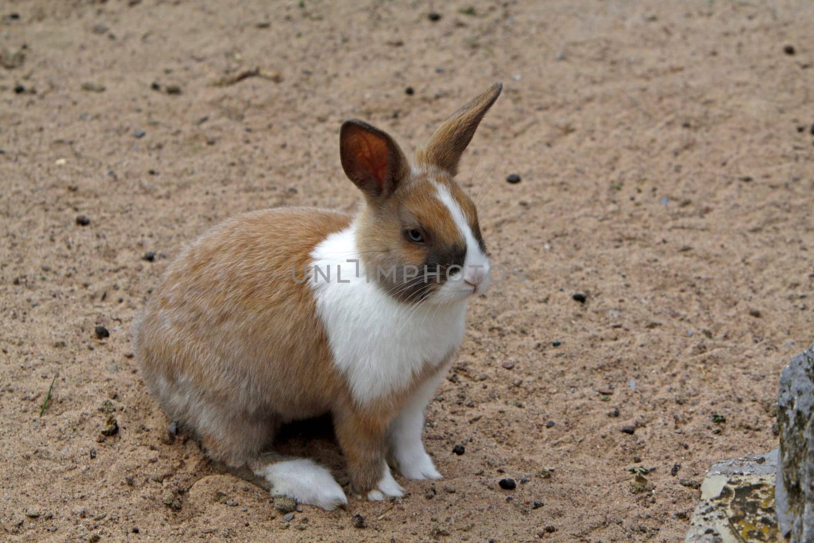 Rabbit