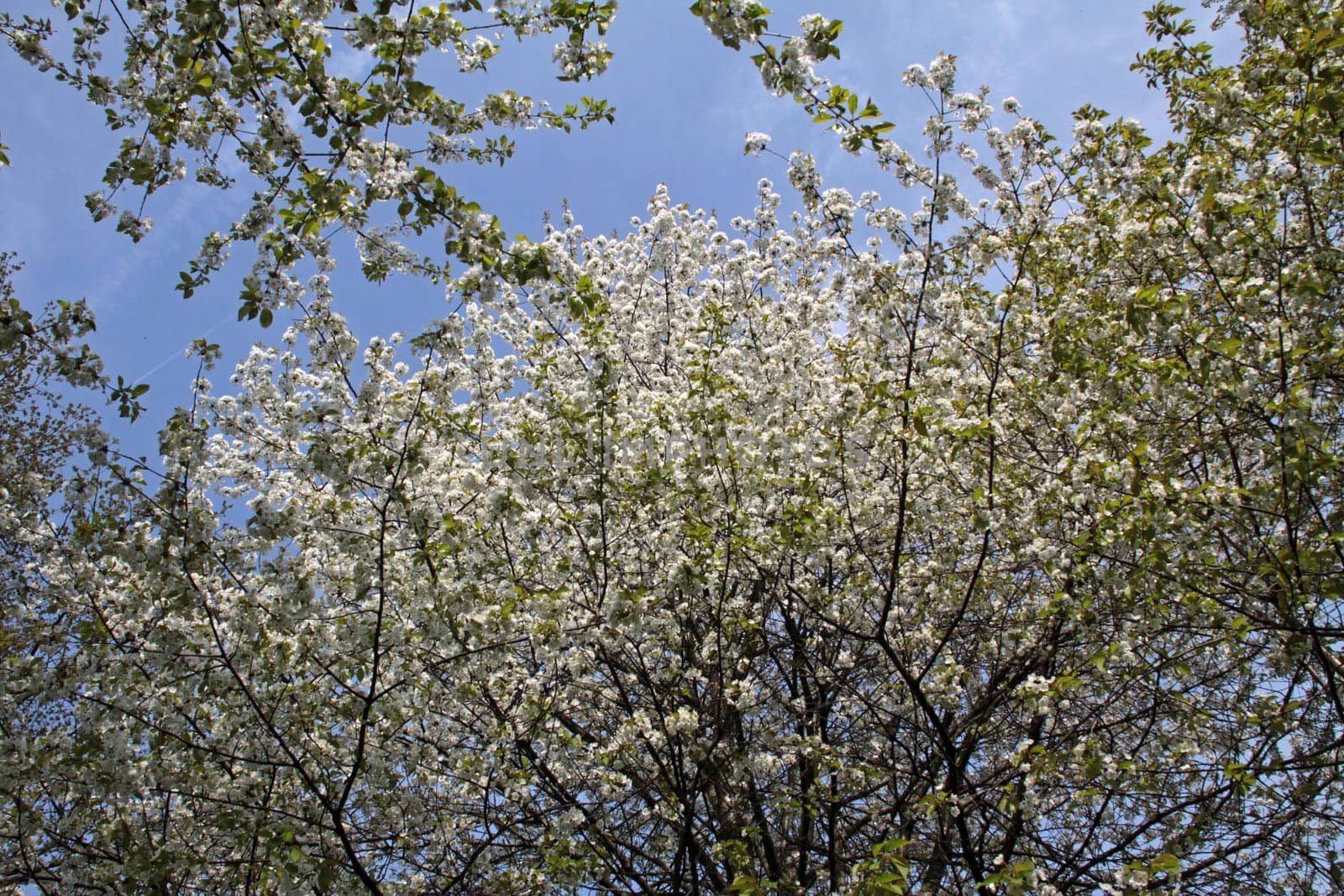 Cherry blossom