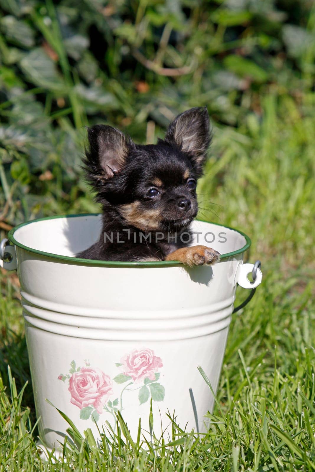 Chihuahua (puppy)
