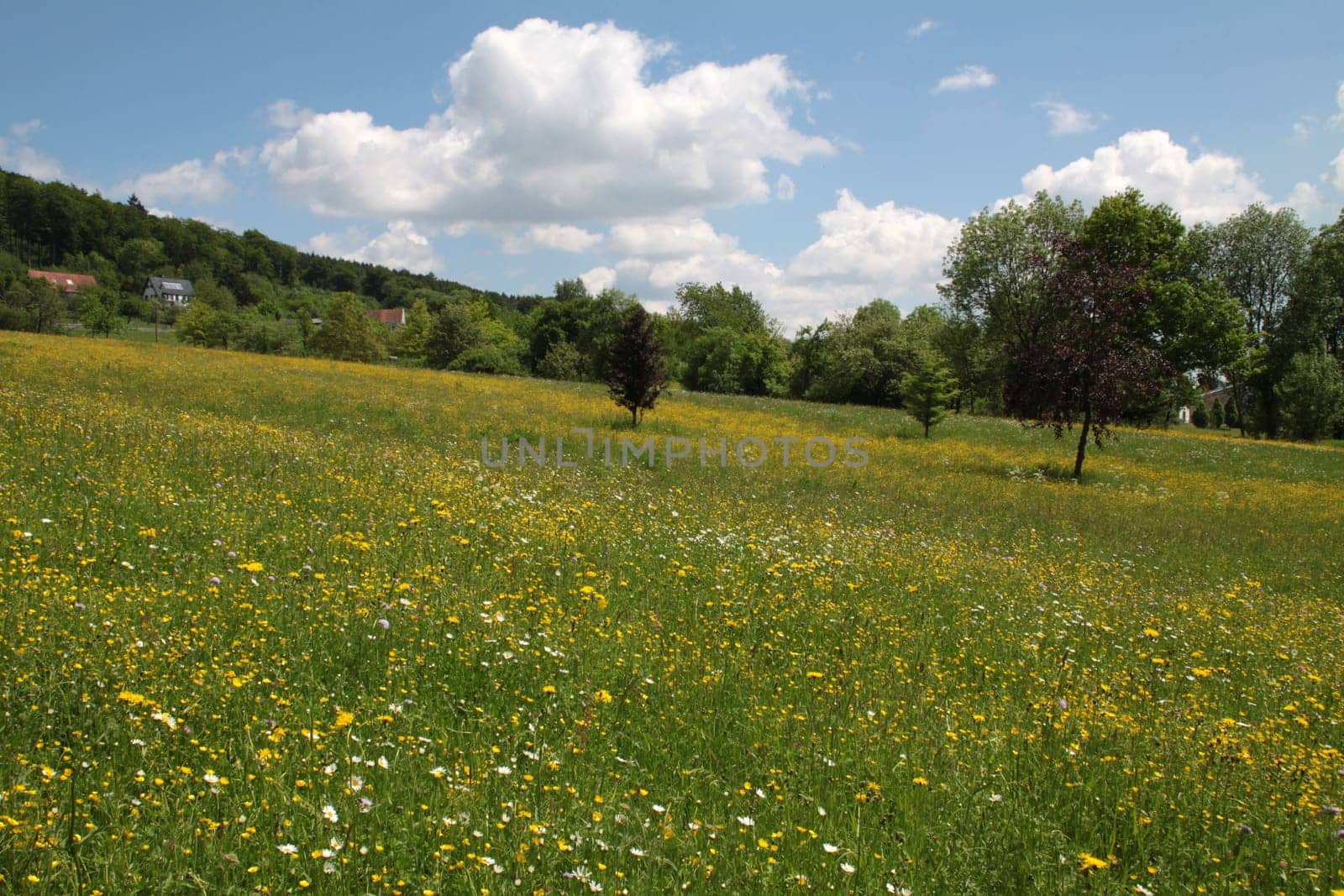 Yellow flower meadow