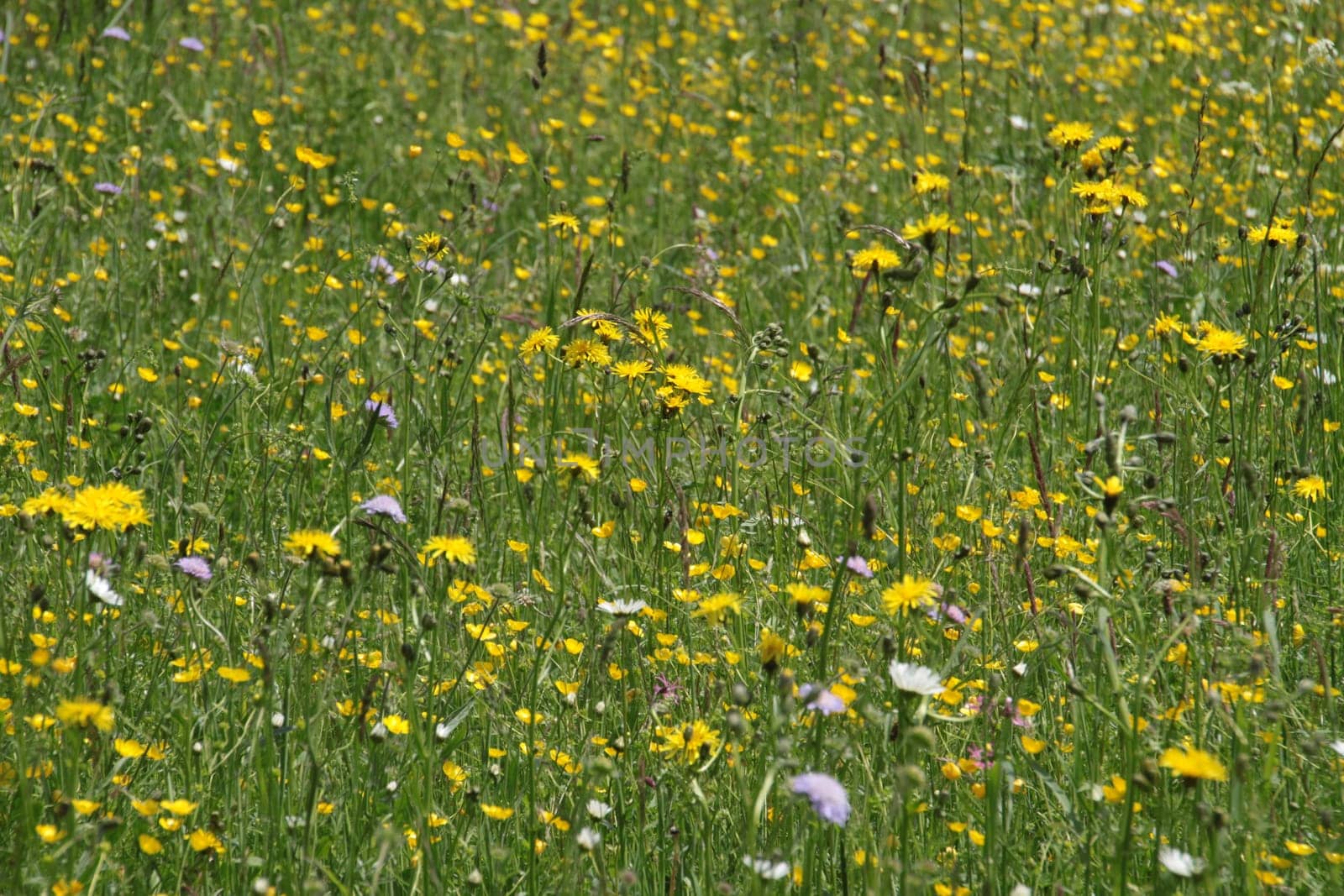 Yellow flower meadow