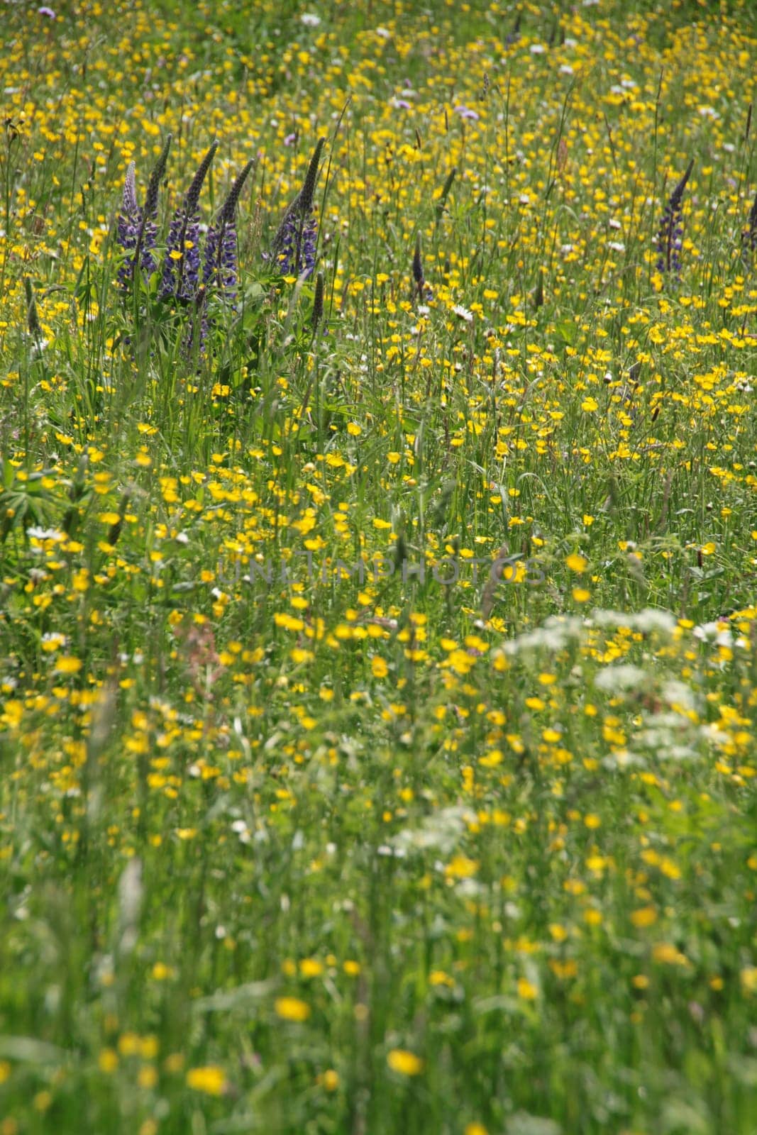 Yellow flower meadow