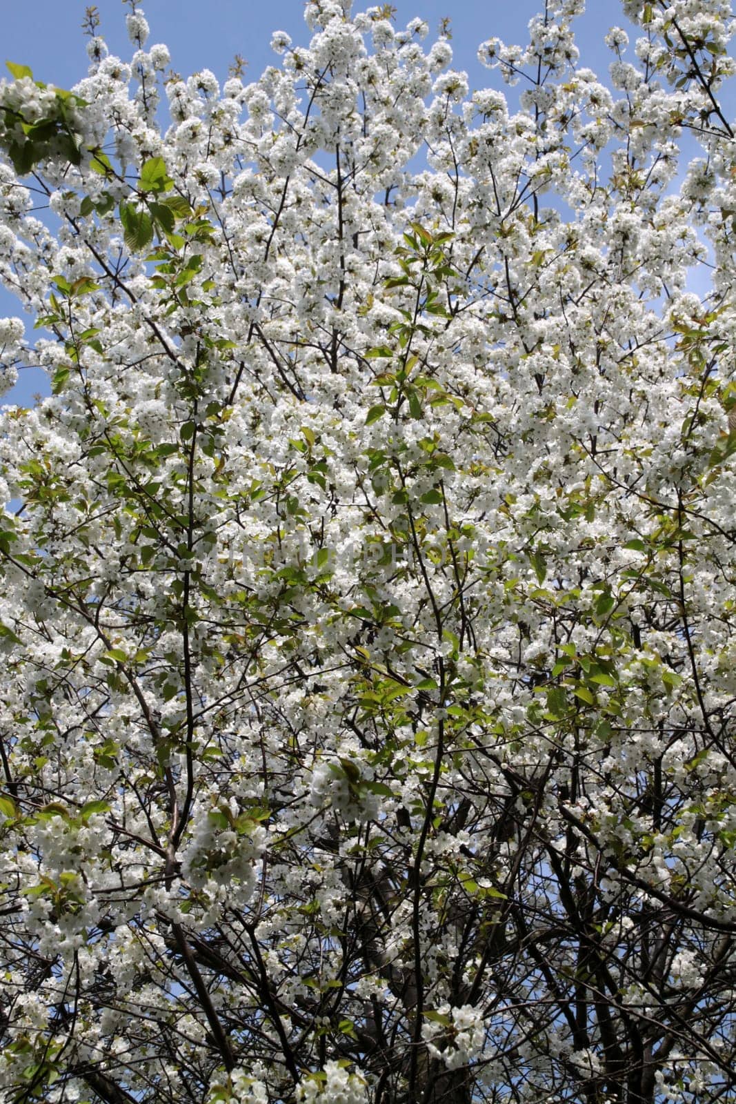 Cherry blossom