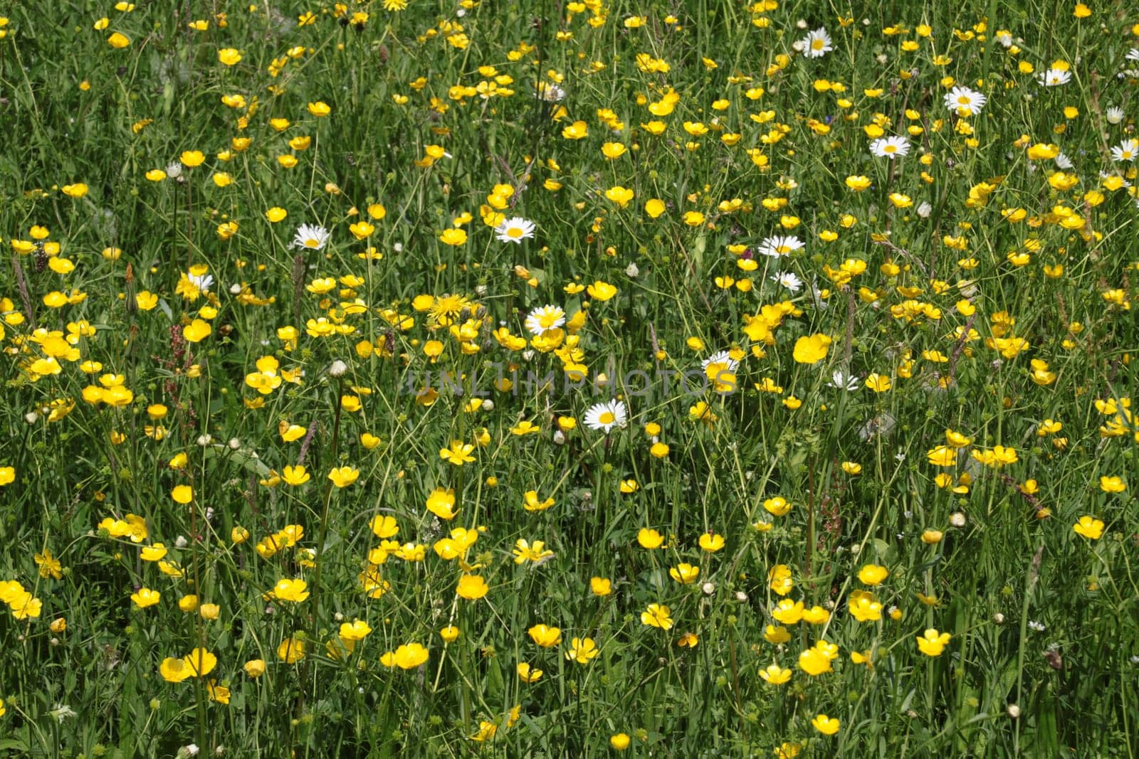 Yellow flower meadow