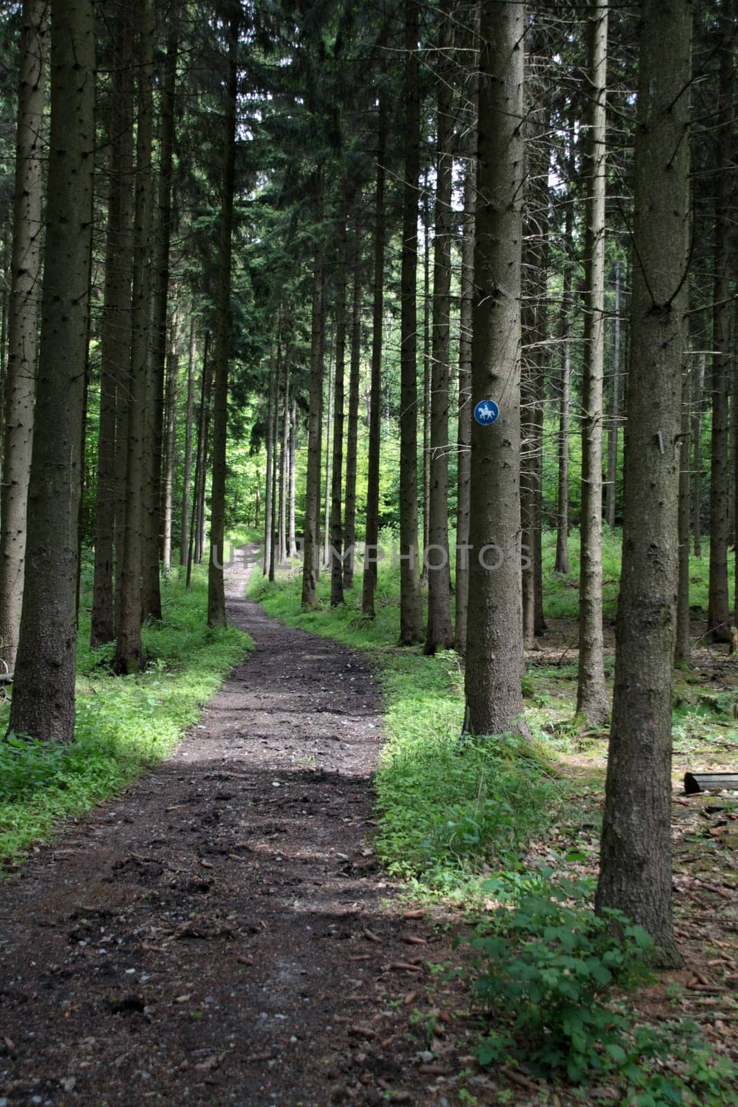 Bridle path