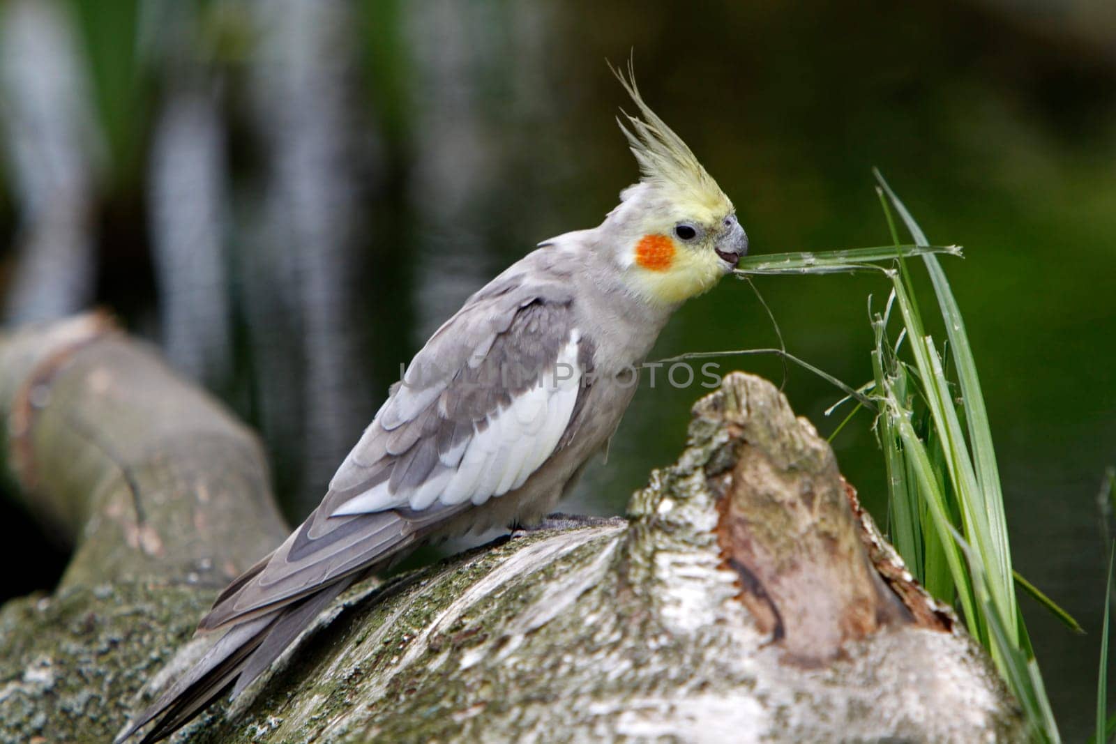 Grey cockatiel