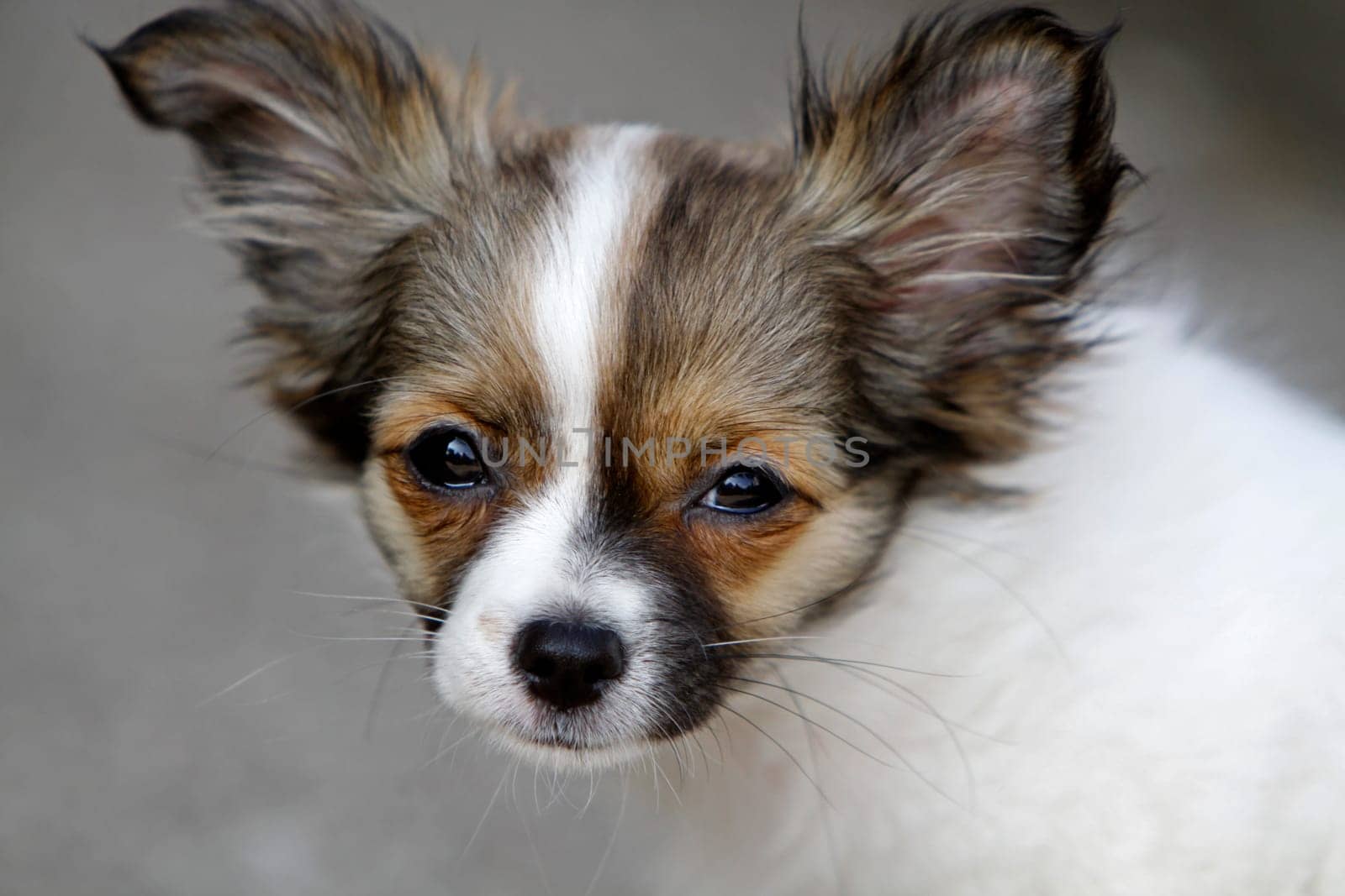 Chihuahua (puppy)