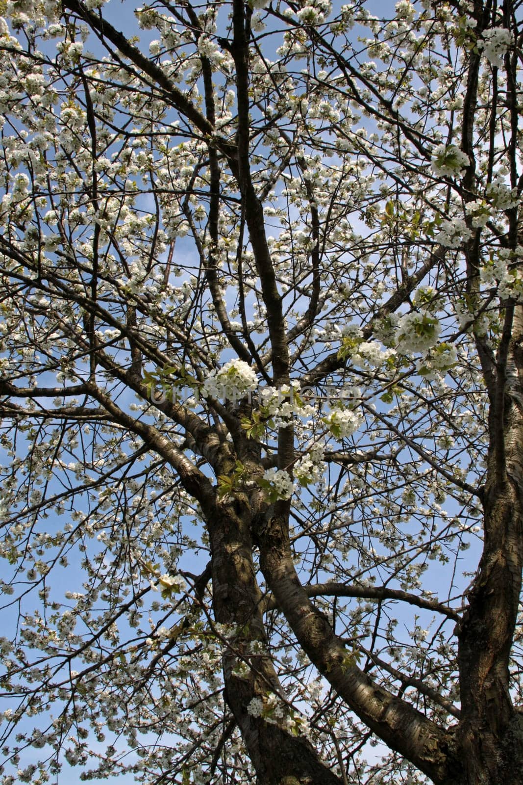 Cherry blossom