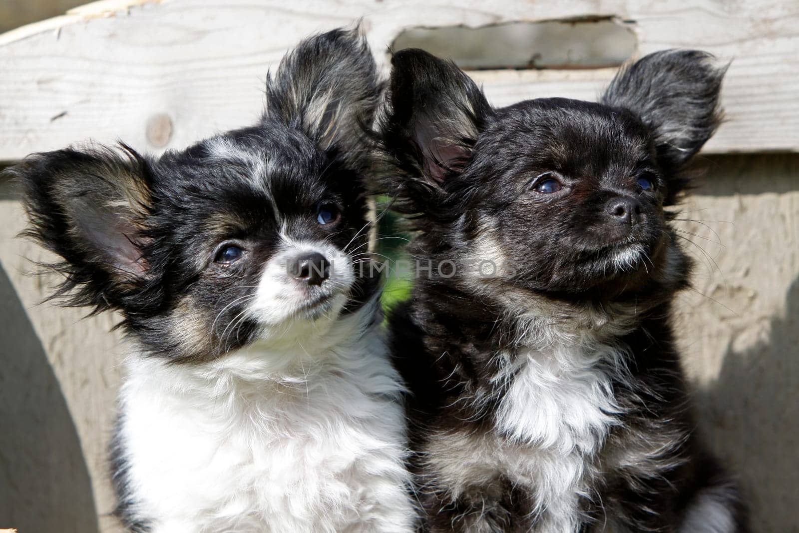 Chihuahua (puppy)