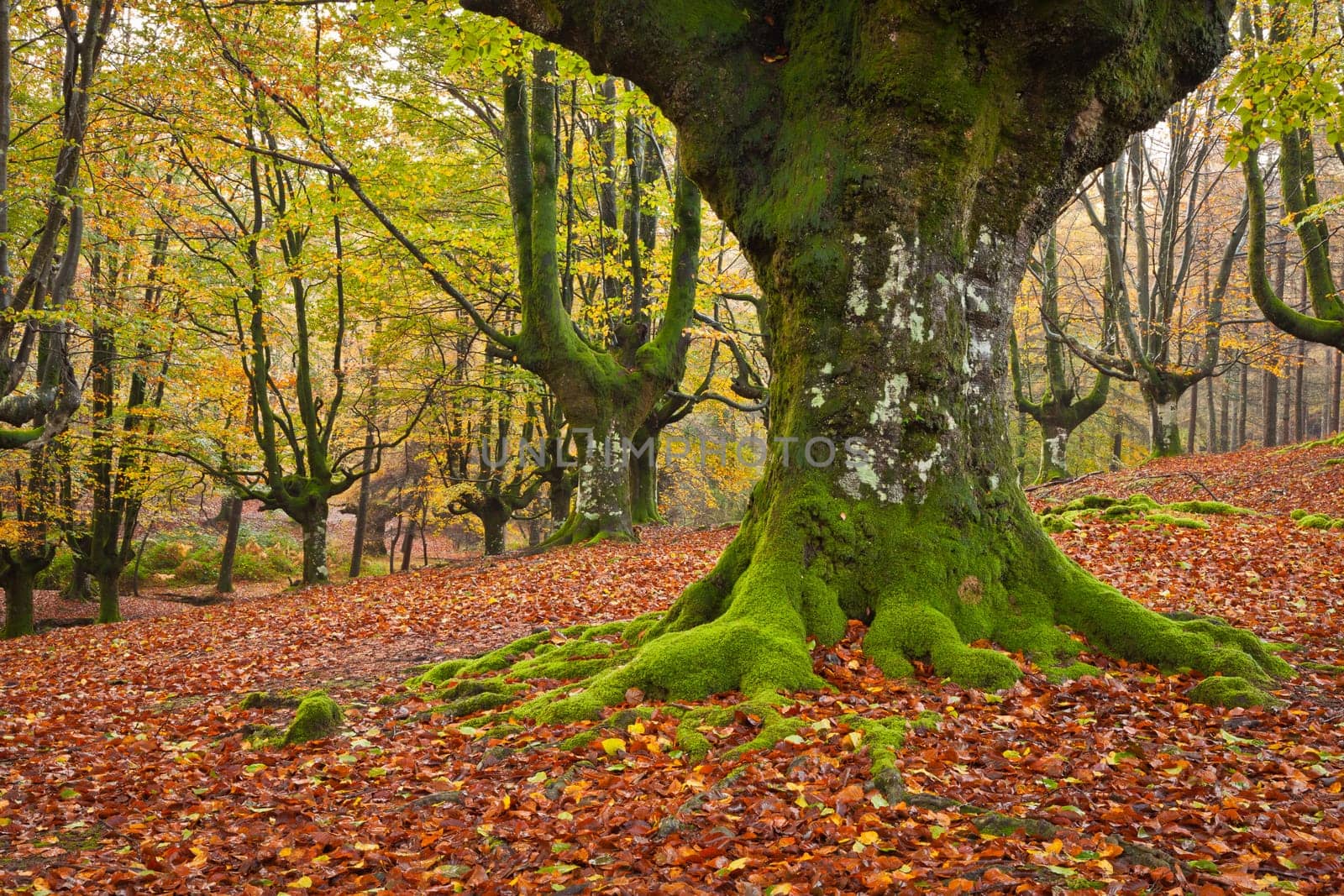 The falling leaves colors the autumn season in the forest. Otzarreta beech forest, Gorbea Natural Park, Bizkaia, Spain