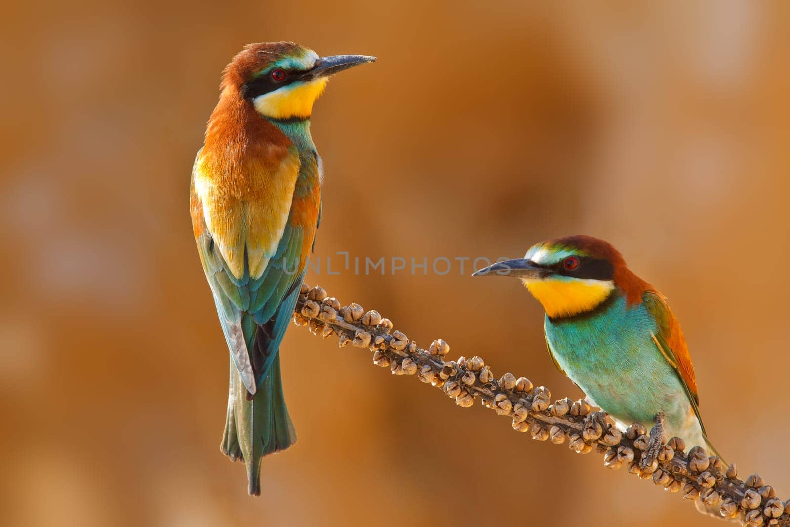 European bee-eater couple on a branch, Merops apiaster. Shallow depth of field and bakground blurred