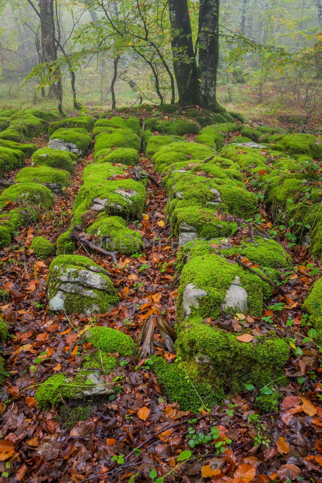 The falling leaves colors the autumn season in the forest, Monte Santiago, Burgos, Spain