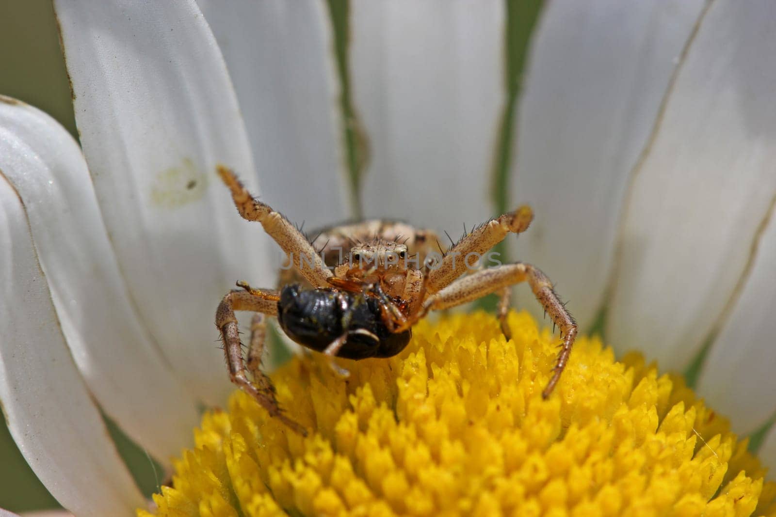 Brown crab spider with prey in threatening position