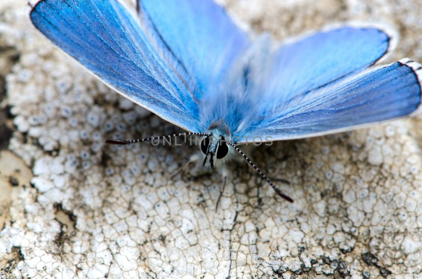 macro of a butterfly Lysandra bellagrus