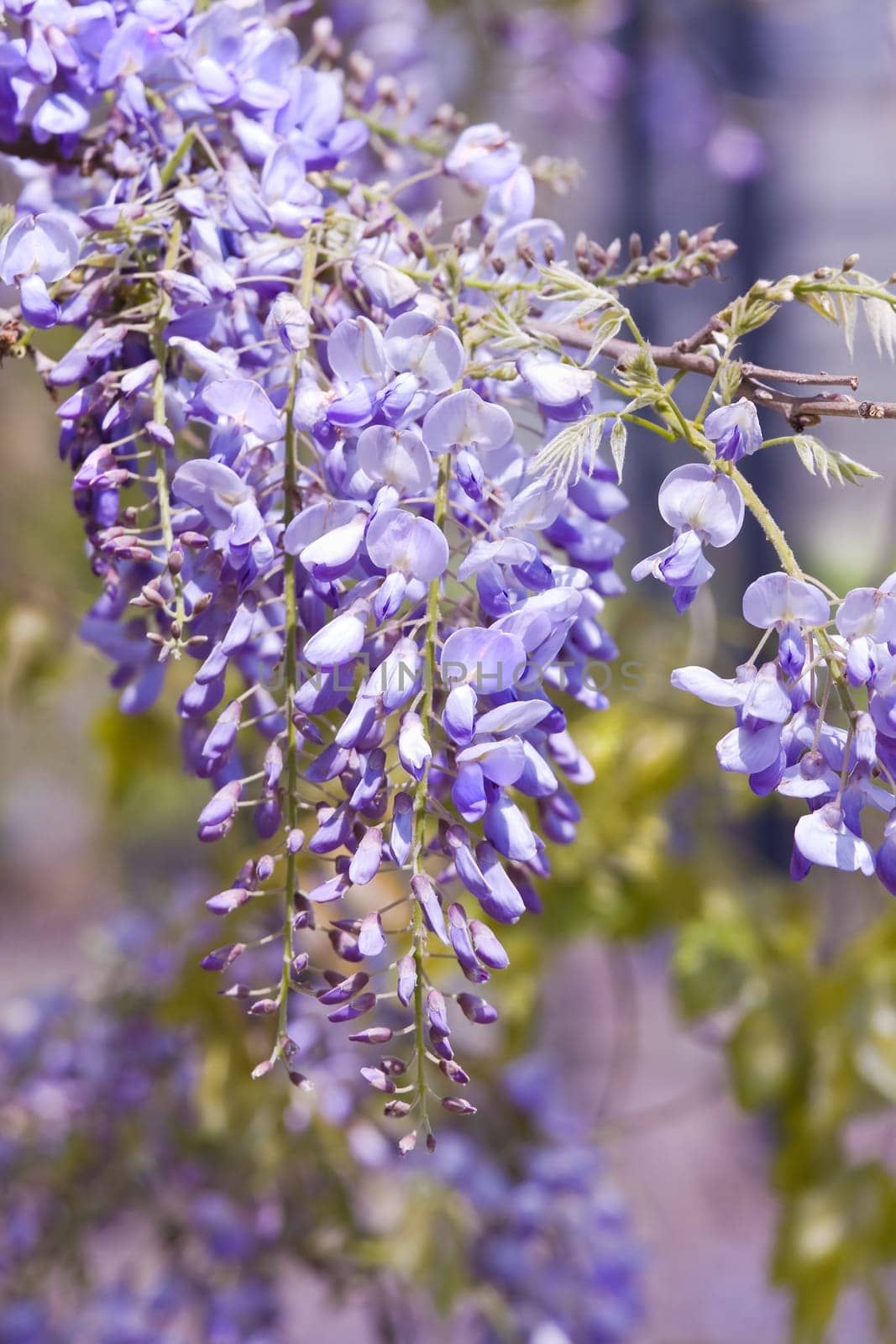 Beautiful Wisteria sinensis flowers blooming in springtime