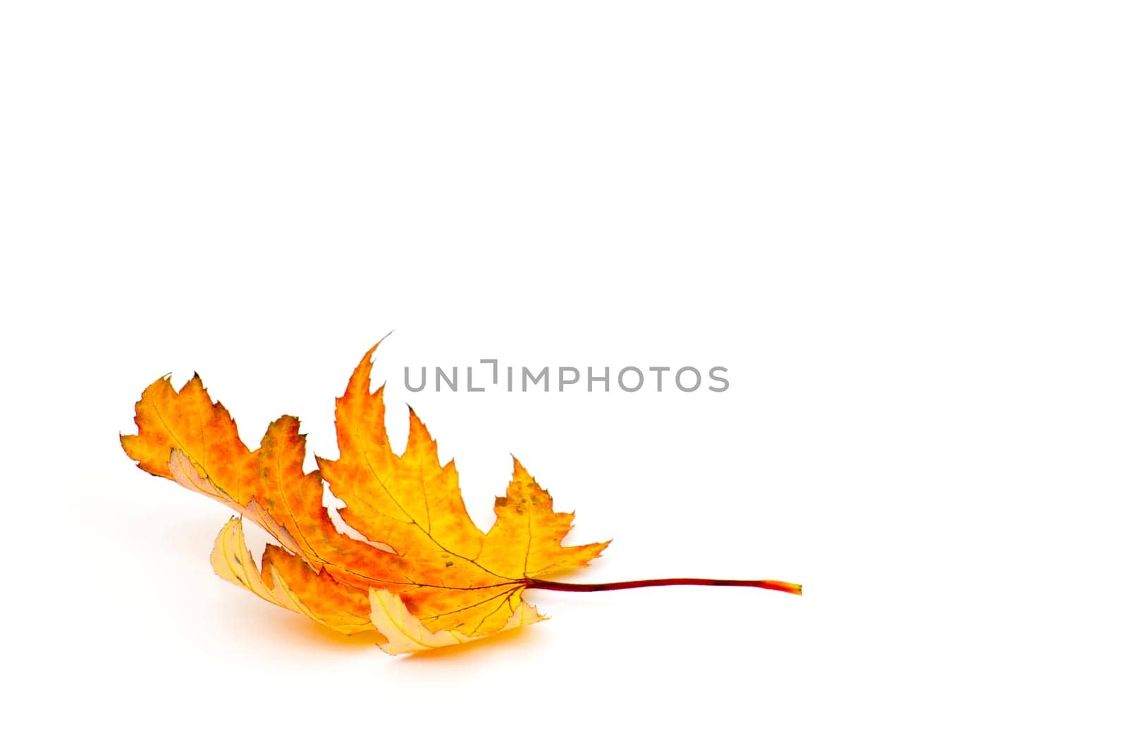 autumn maple leaf