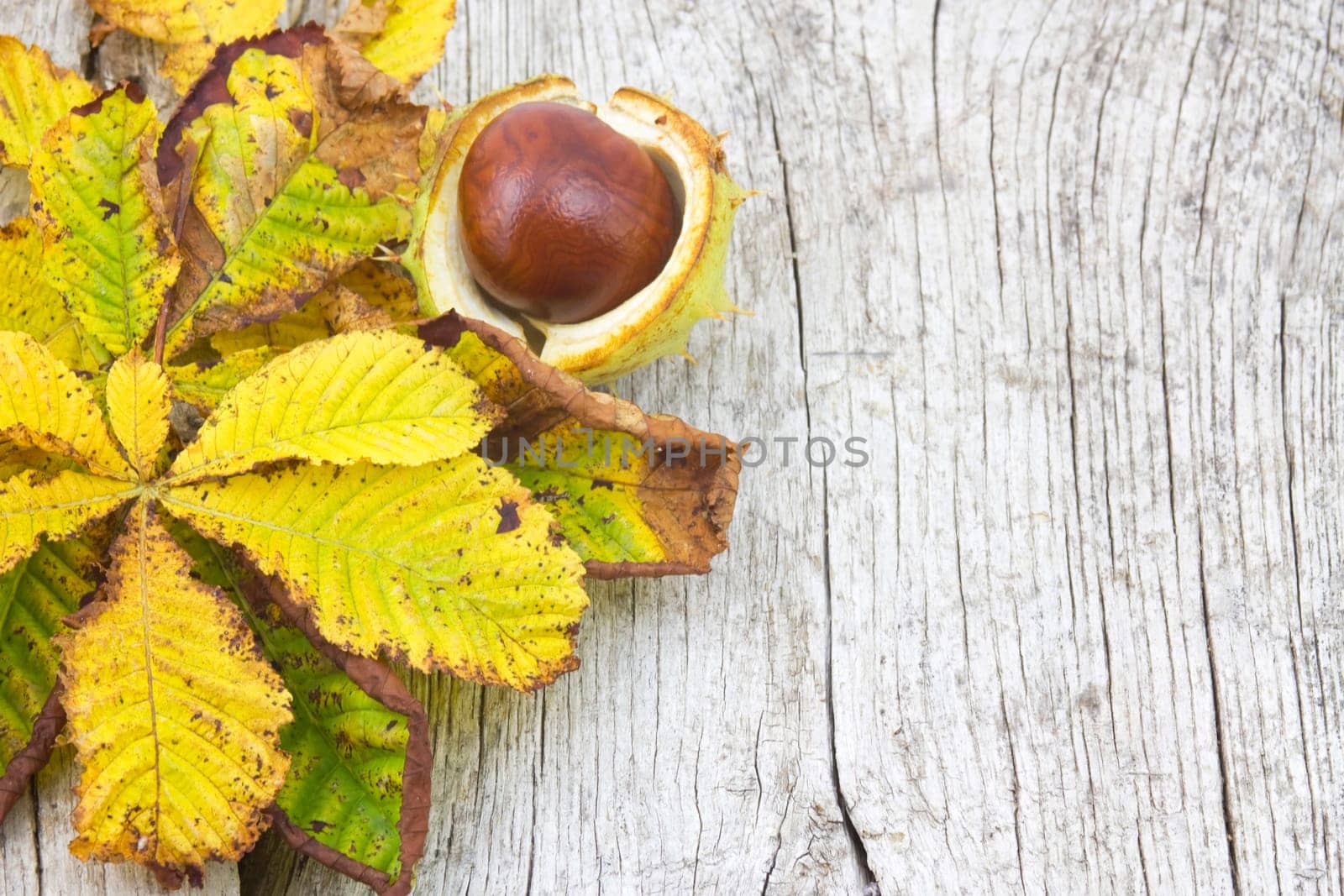 chestnut and autumn leaves