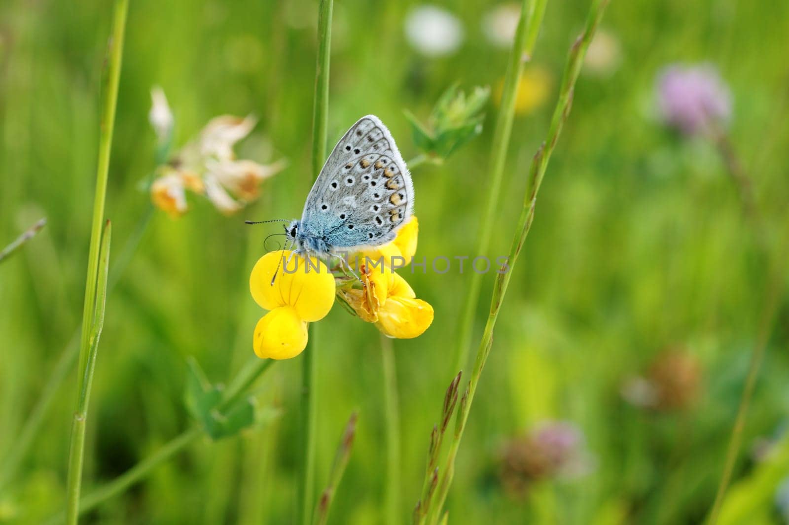 Ein Schmetterling, Polyommatus bellargus in einer Wiesenlandschaft fotografiert.