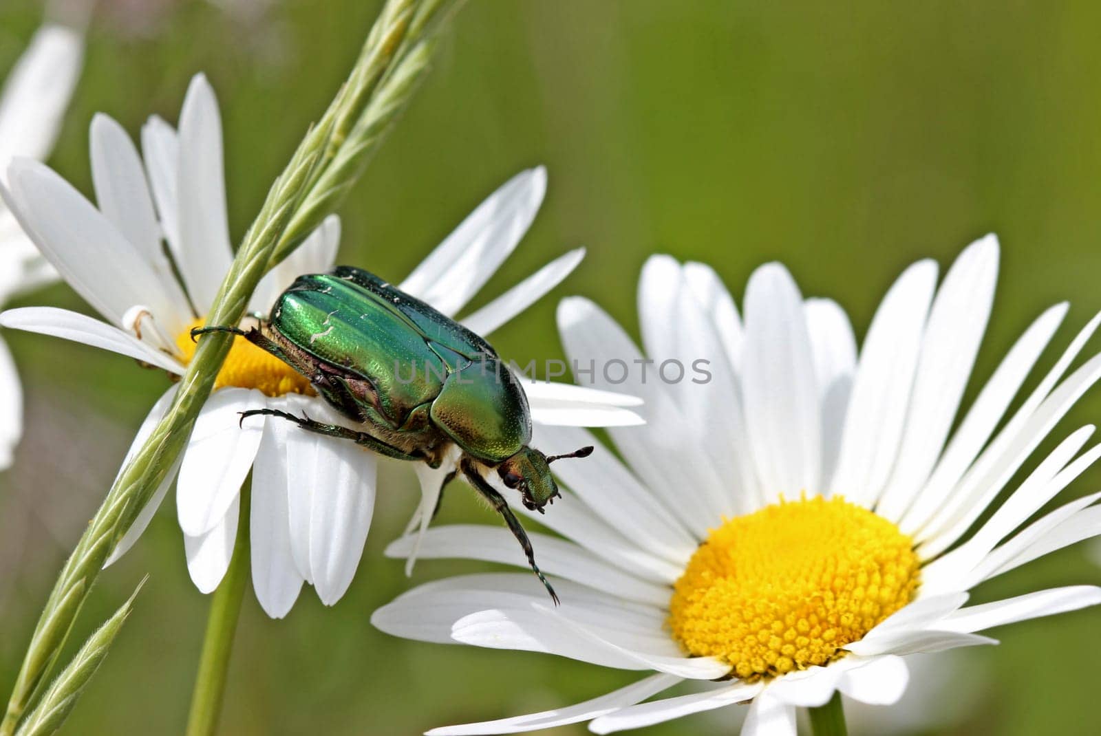 Rose beetles on daisy blossoms