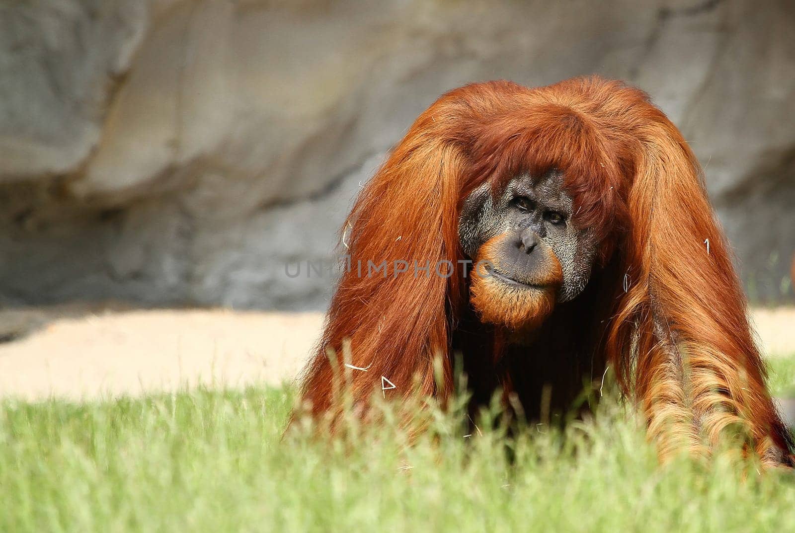 Orangutan