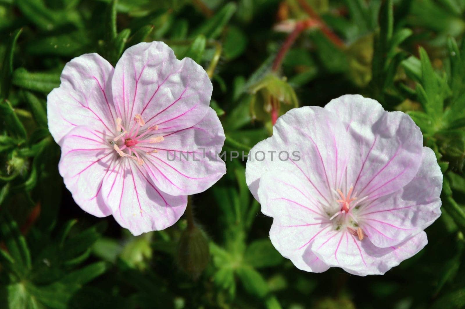 Flower duo