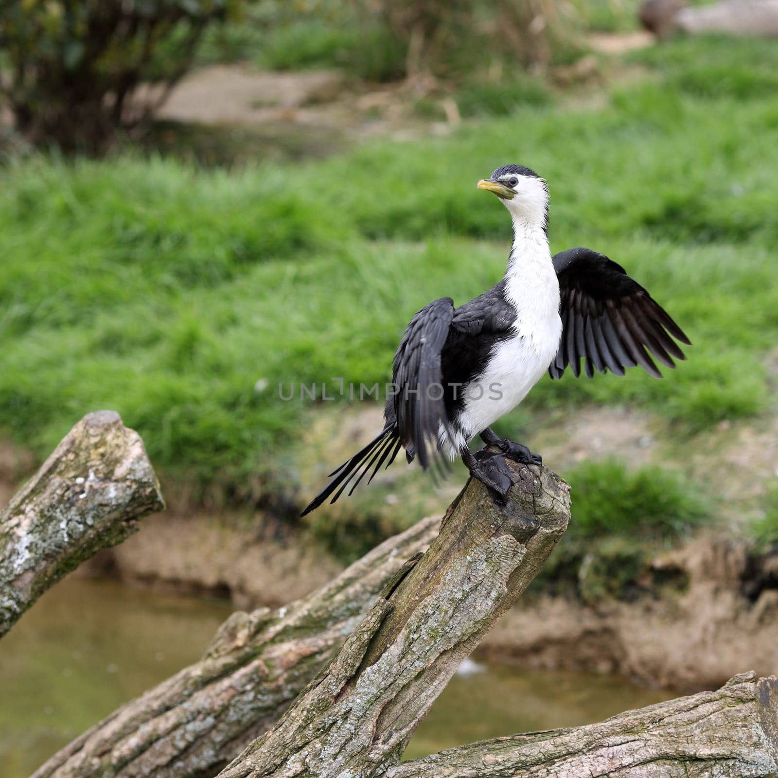 Details of a little pied cormorant perched on a branch.