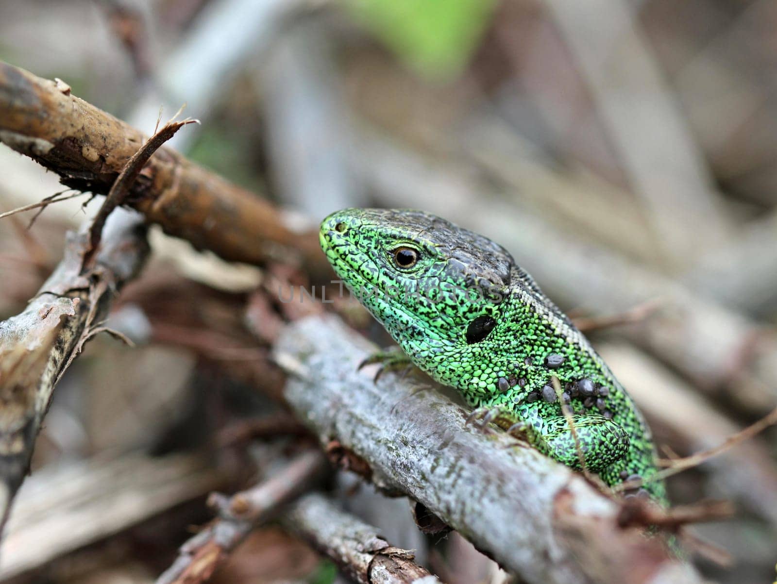 Male sand lizard on the Dörnberg