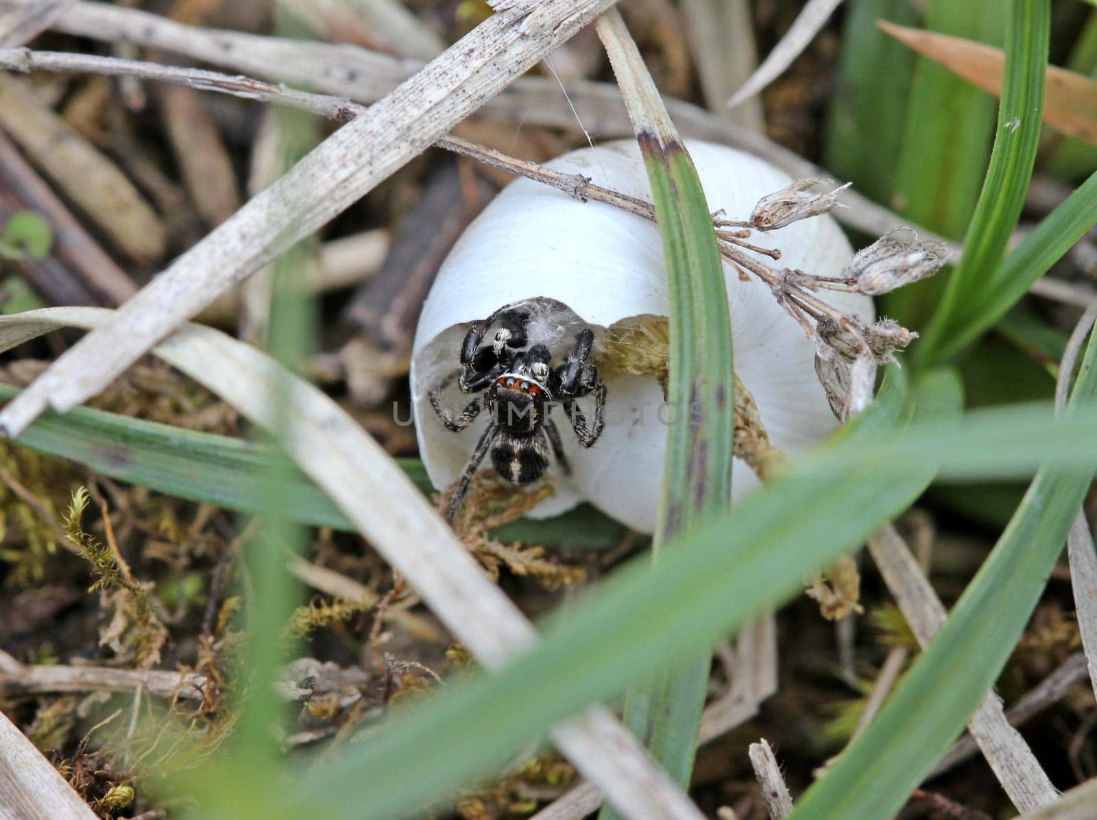 Male cross-jumping spider at the snail shell nest