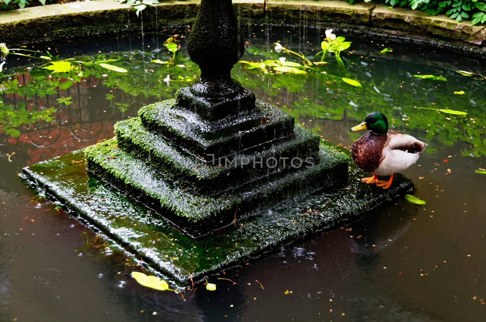 A mallard next to a fountain