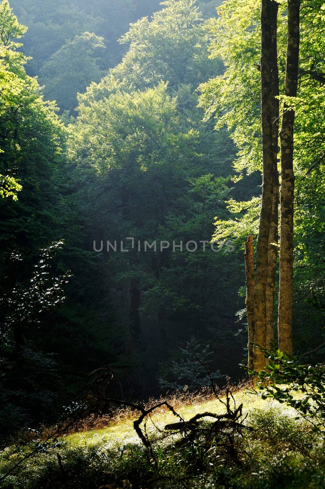 Forest landscape