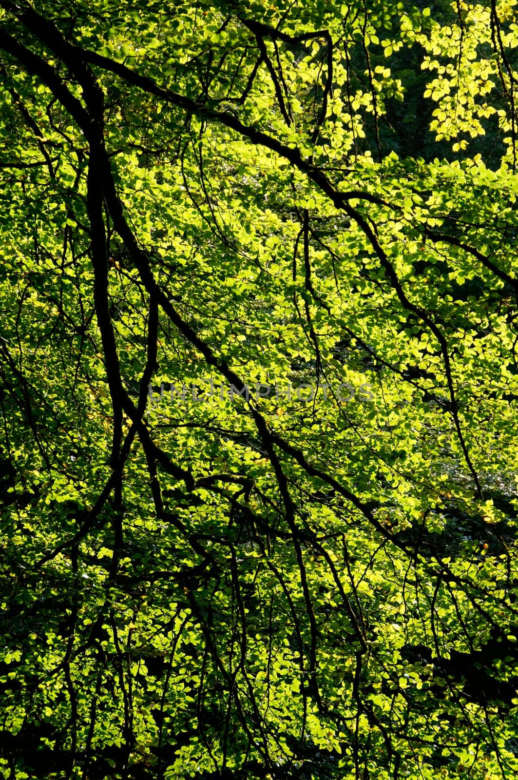 Forest landscape