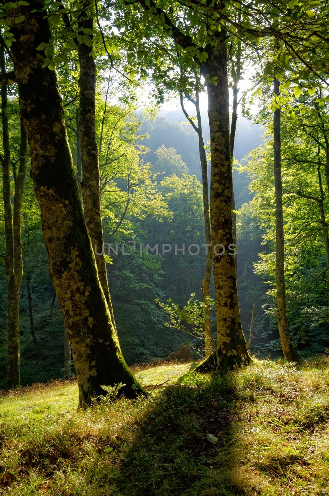 Forest landscape