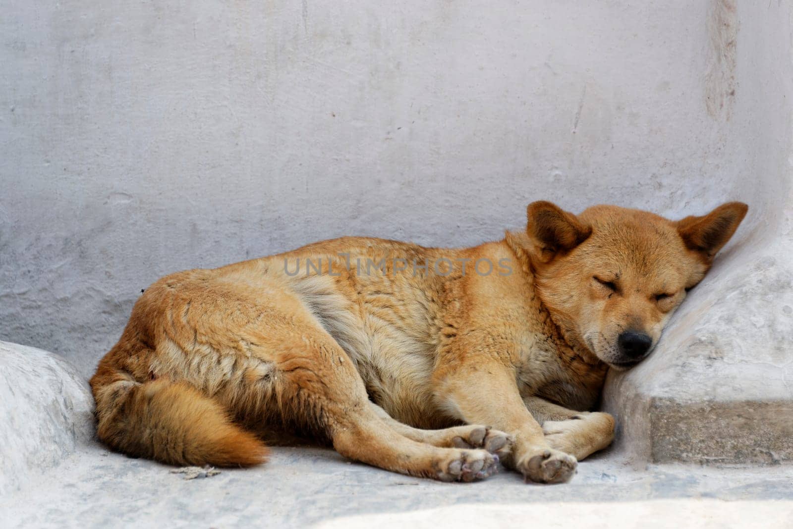 Dog sleeping against a white wall