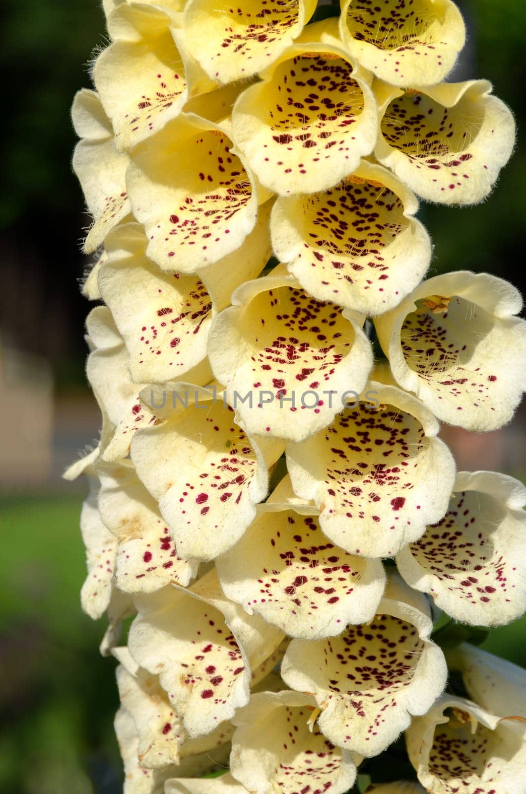 yellow inflorescence in San Francisco