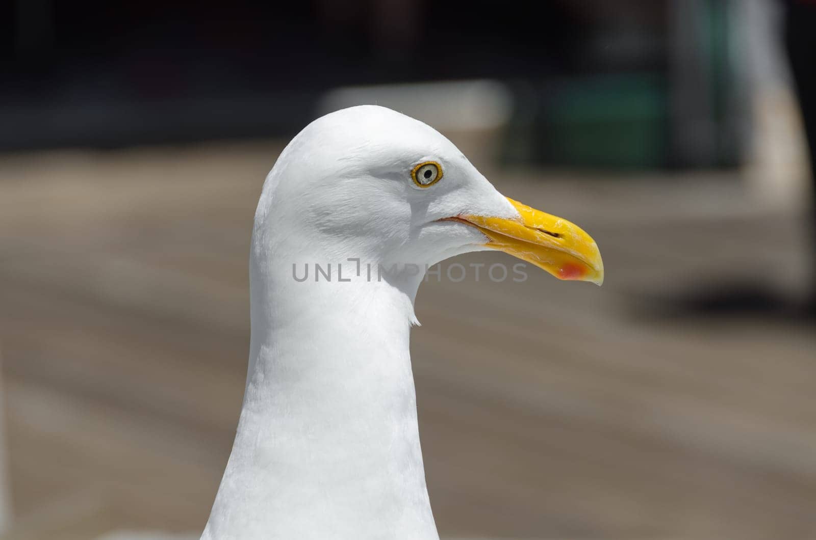 seagull at Pier 39 in San Francisco