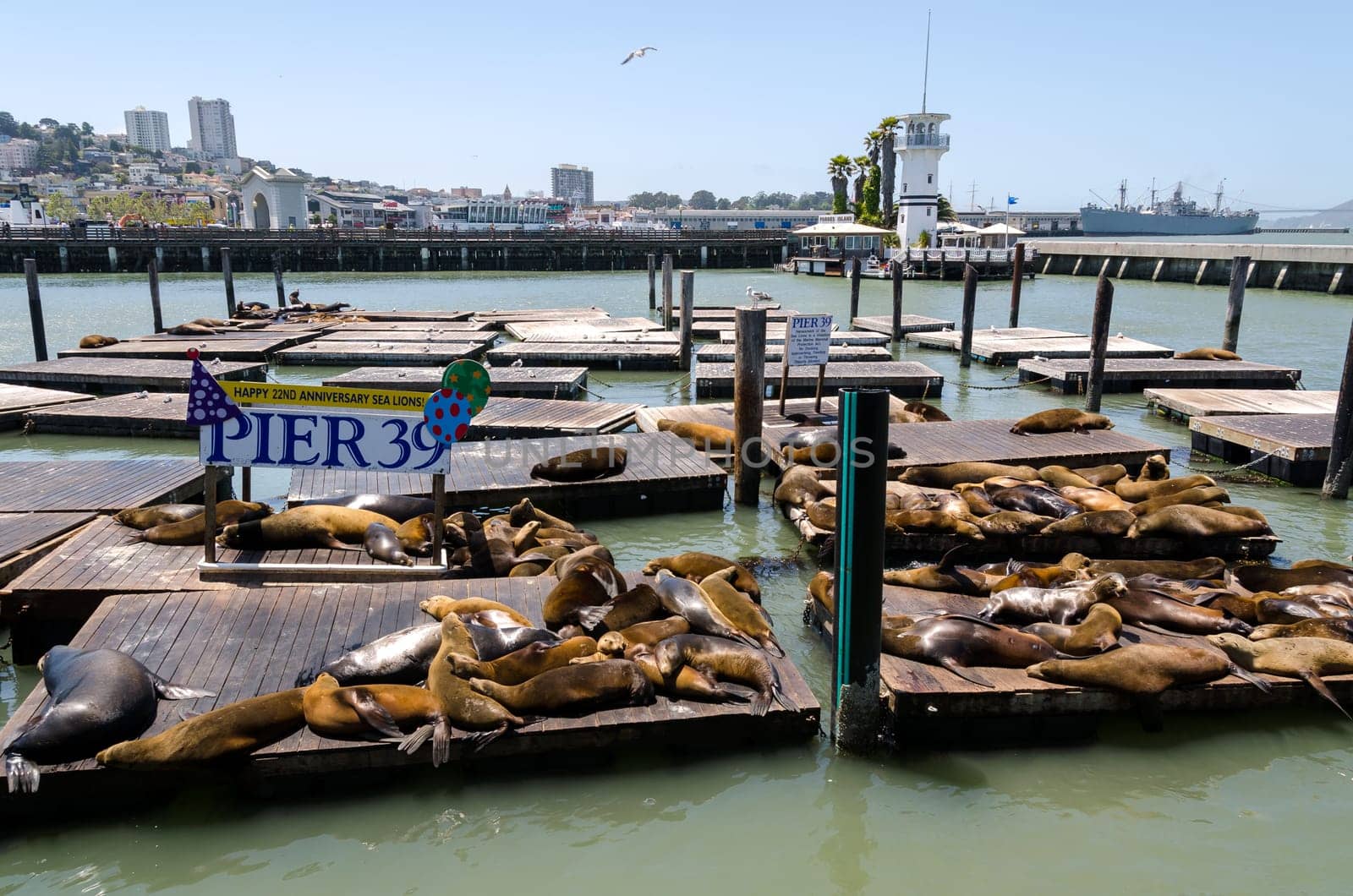 sea lions at Pier 39 in San Francisco