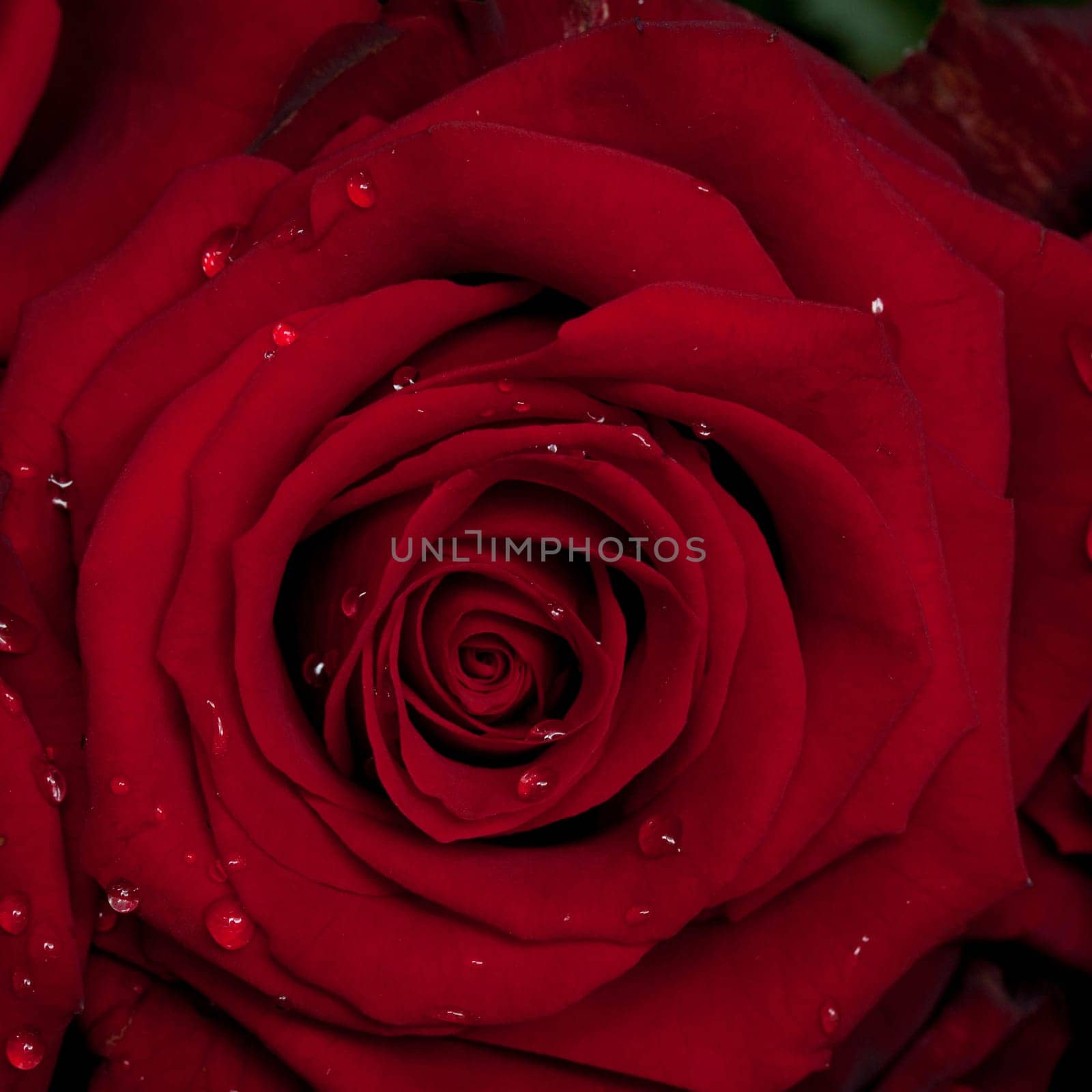 Red Rose Blossom