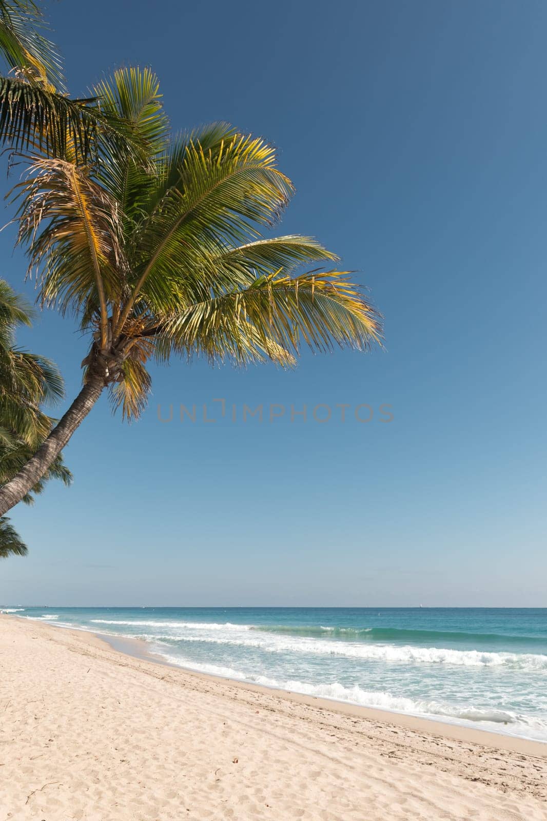 Palm trees on the beach against a blue sky