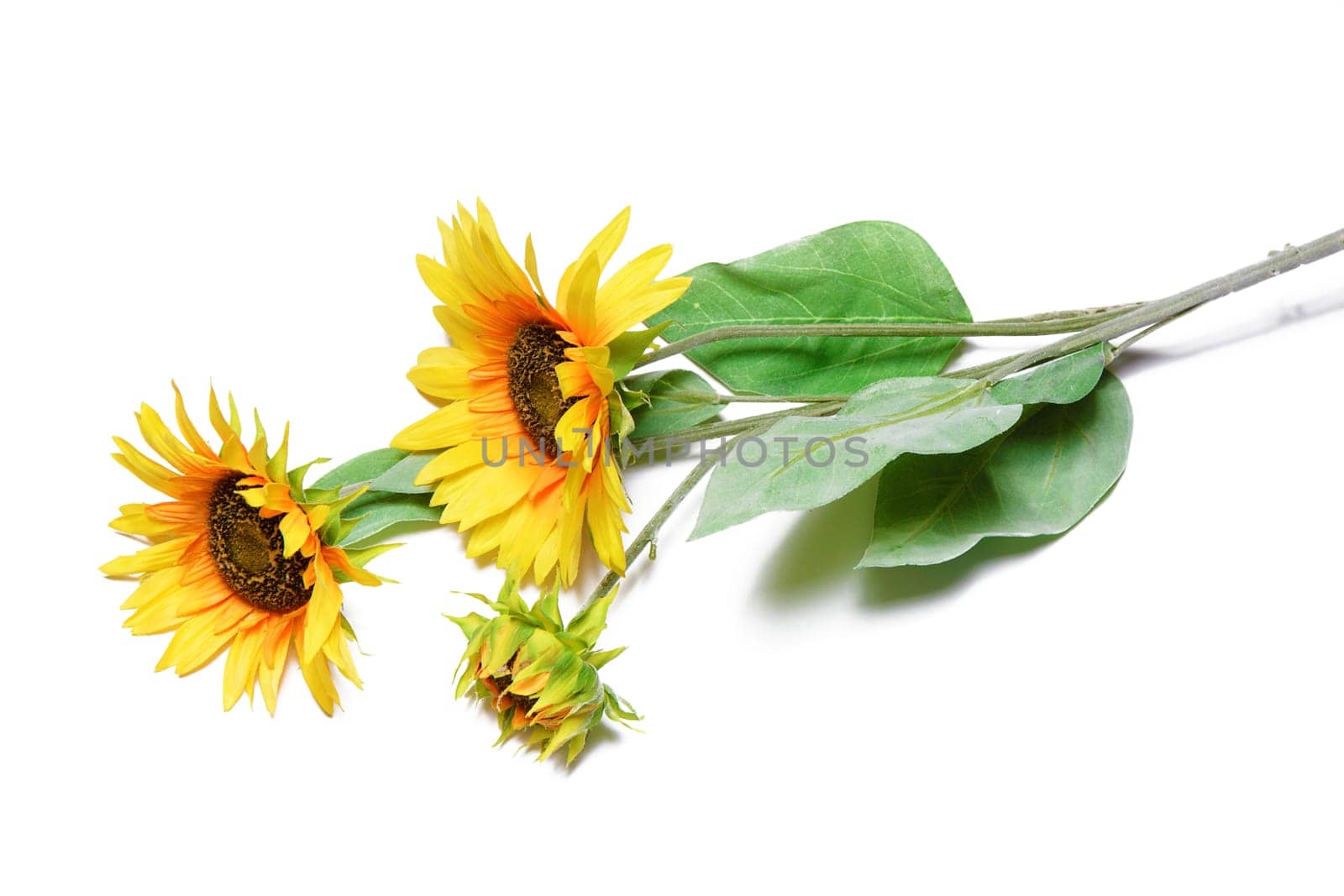 some blooming sunflowers on a white background