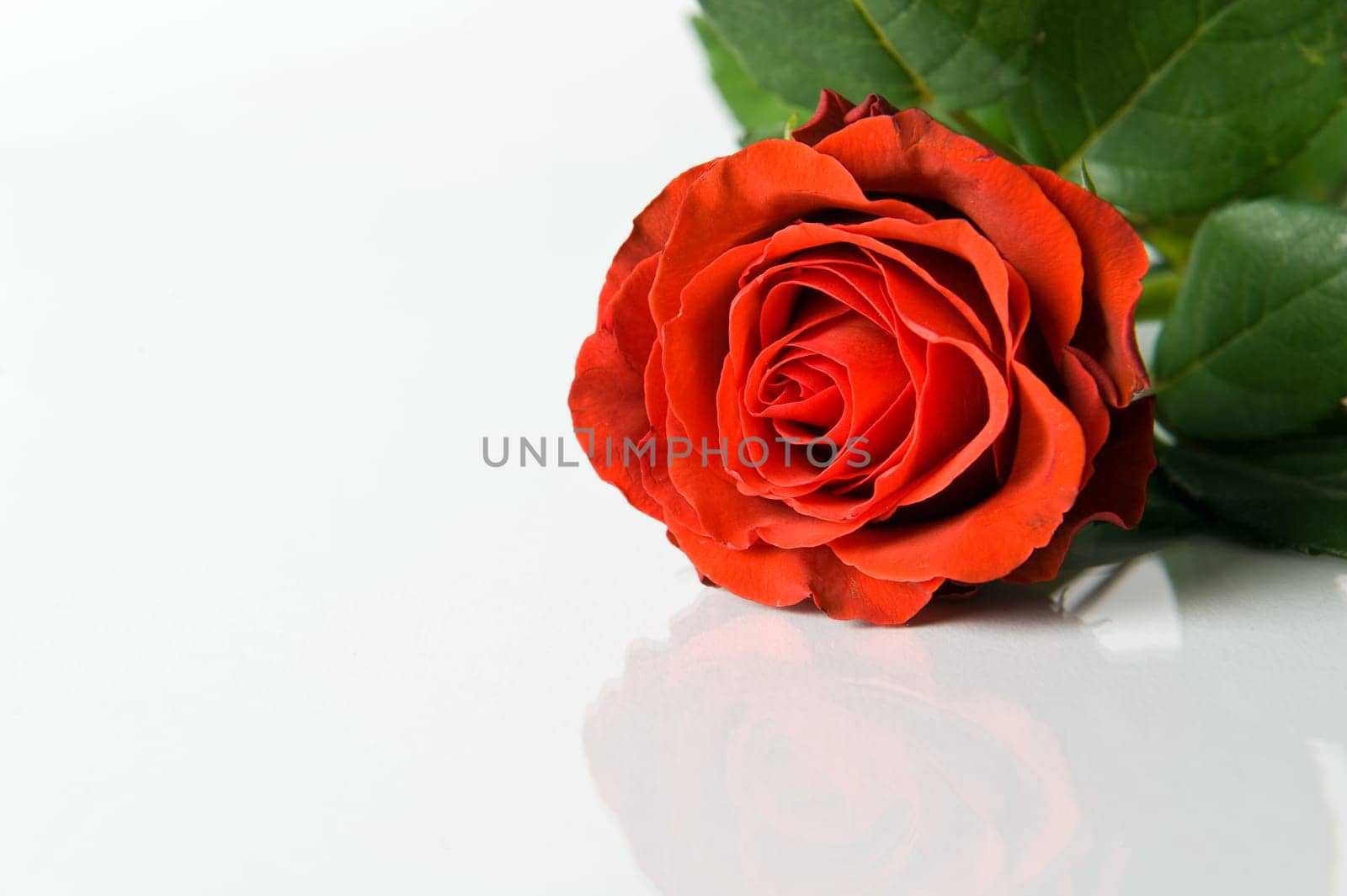 rose without hip without rosehip