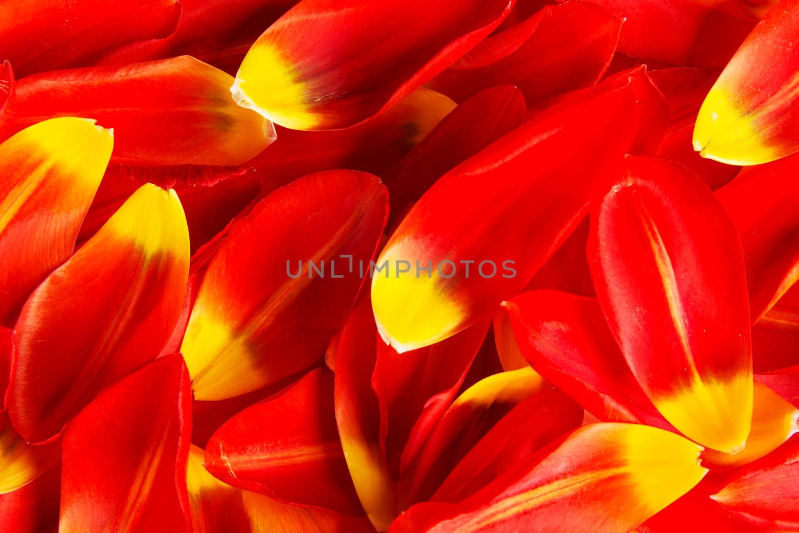 red and yellow petals for background